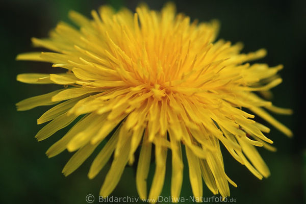 Blumenblte Wiesenlwenzahn Nahaufnahme gelbe Wildblume Makroaufnahme Taraxacum officinale Heilkruter