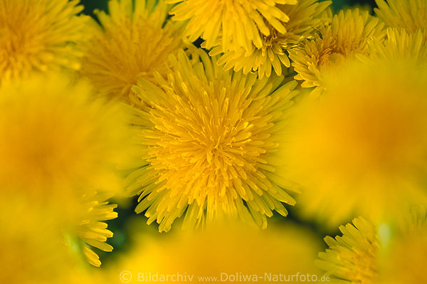 Wiesenlöwenzahn Blütenfläche gelbe Kuhblume Heilkräuter Naturbild