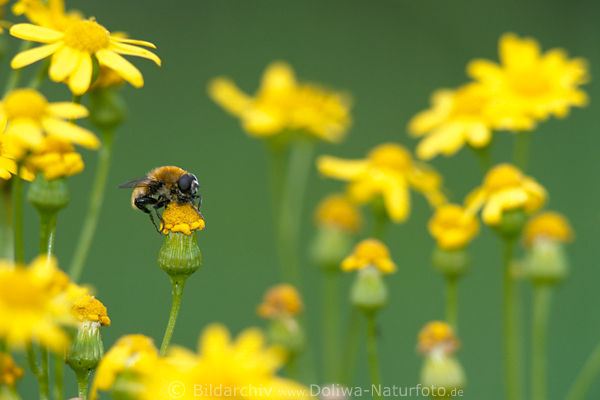 Jakobs-Greiskraut Gelbblten mit Hummel Insekt Naturfoto auf Wiese
