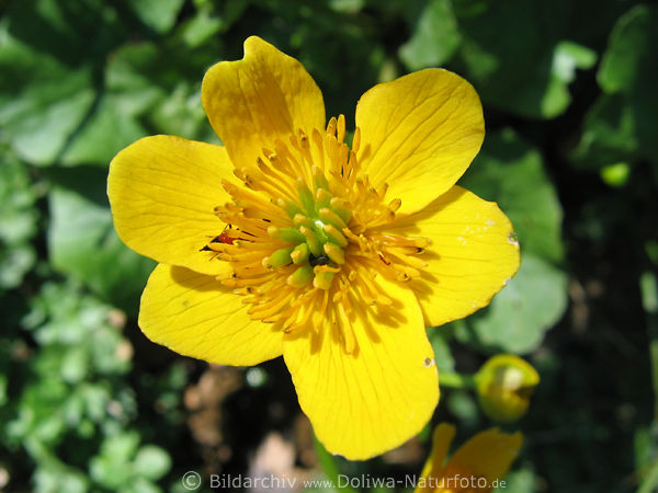 Sumpfdotterblume Foto Butterblume Caltha palustris Sumpfpflanze Blte gelb