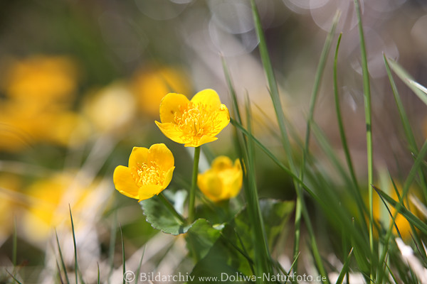 Sumpf-Dotterblumen Gelbblten-Paar Gelbfarben-Glanz im Gras