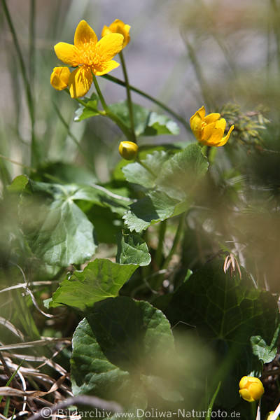 Gelbblte mit groen Grnbltter Sumpfdotterblume Frhlingsflora