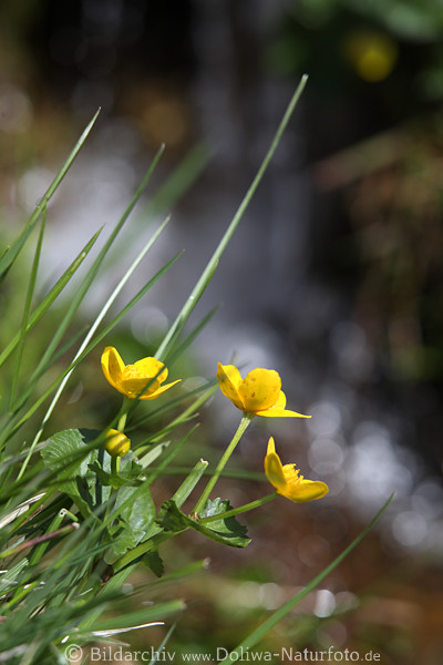 Sumpfdotterblmchen gelbes Bltentrio Naturfoto am Bachufer Fluss Weisswasser 