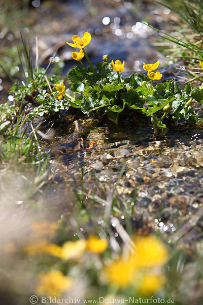 Sumpfdotterblumen Naturfoto in Wasser Bergbach Frhlingsblte