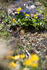 1201768_Sumpfdotterblumen Naturfoto in Wasser Bergbach Frühlingsblüte gelb scharf unscharf Hochformat Bild