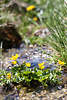1201775_Sumpf-Dotterblumen gelb Frühlingsblüte im Wildbach Wasser Foto Giftblumen Alkaloide  Infos