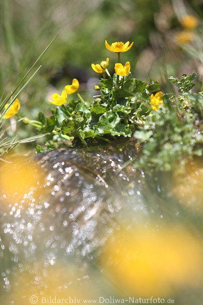 Sumpfdotterblumen gelbe Wildblten Caltha palustris Naturaufnahme