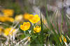 1201815_Sumpf-Dotterblumen Paar Gelbblüten  Staubfäden Makrobild Reflexe Glanz der Gelbfarben im Gras
