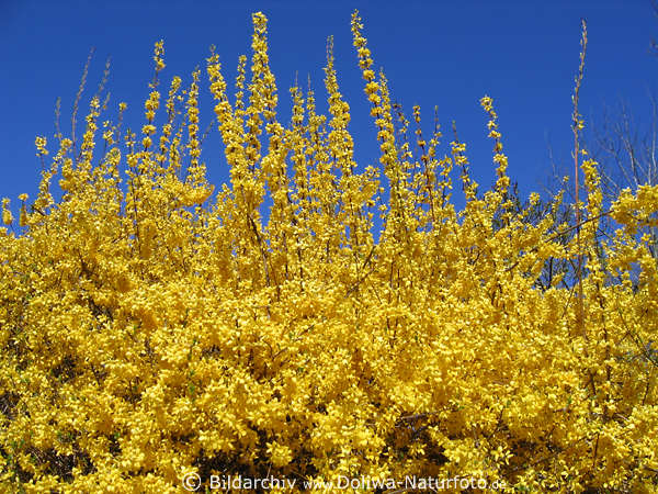 Forsythie gelbe Frühlingsblumen