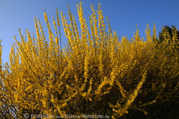 Forsythie Blumen Strauch Bltenpracht dicht gelbblhen im Frhling