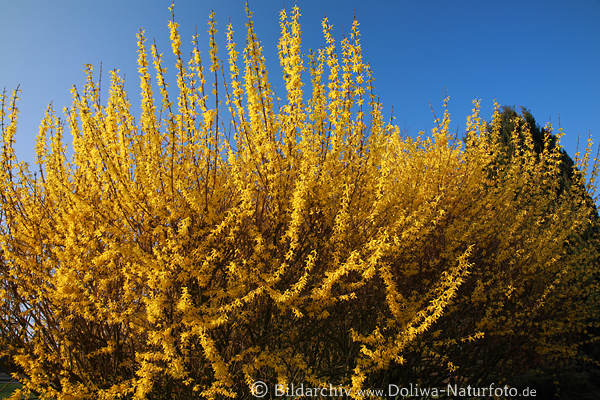 Forsythie Gelbstrauch Blten Forsythia dichte Frhlingsblumen am Blauhimmel Bild