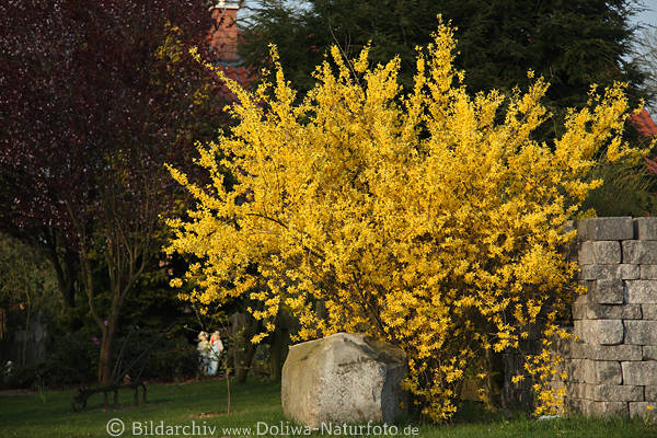 Gelbstrauch Frhlingsblte Stein Zaunecke Forsythie Garten-Kasper