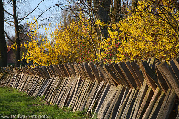 Forsythien ber Holzzaun Frhlingsblte gelbblhende Zierstrucher Foto
