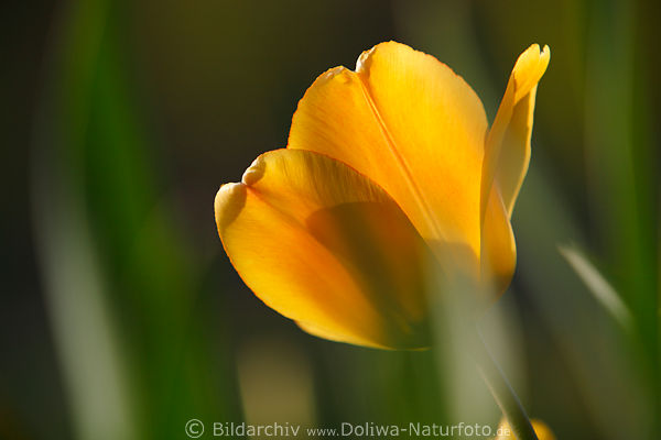 Gelbe Frhlingsblte Tulpenblume Blttchen in Sonne Fotokunst verwischt in Grn gelbblhend