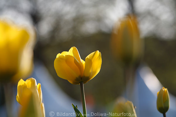 Gelbtulpe Groblte Foto Gegenlicht Weilichter Reflexe Frhlingsflora Blumenfeld