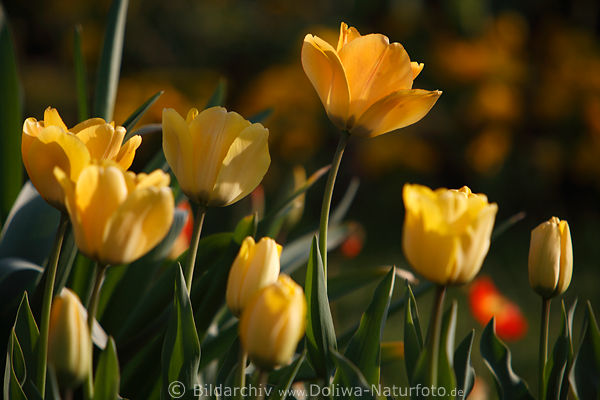 Gelbblten Tulpenfeld Foto in Grnbltter Fotografie Frhlingsblhen in seitlichen Sonne