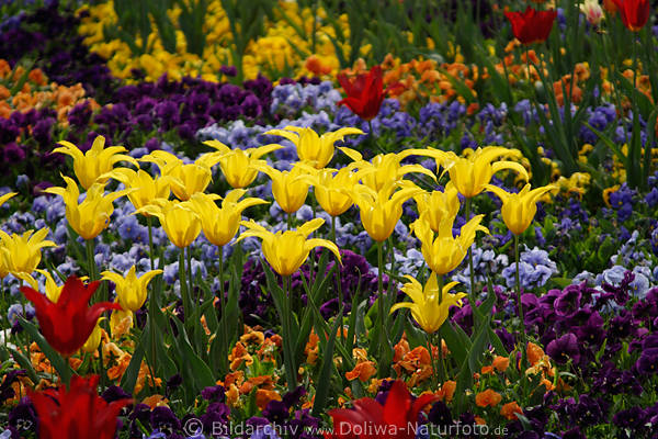 Gelbtulpen Frhlingsblten in Gartenbeete Bltenfeld Buntfarben