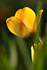103483_Gelbtulpe Frühlingsblüte Florafoto verwischt in Grüngras abstrakt Tulpe gelbblühend Fotografie