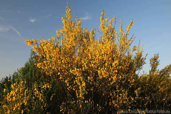 Ginster Gelbstrauch Naturblte Frhlingsfoto Wildblumen Gelbflora Genista