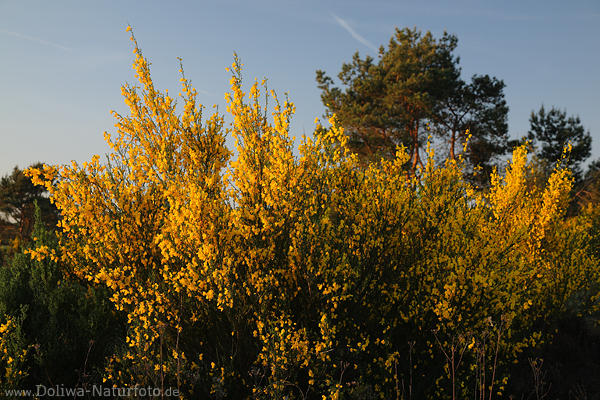 Ginsterstrauch Naturbild Wildblumenblte gelbe Frhjahrsflora Genista image