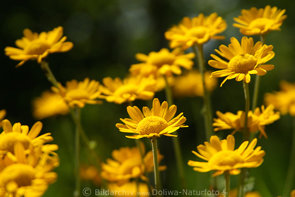 Frberkamille Anthemis tinctoria blhende Blten Nahfoto Frber-Hundskamille Bltenstand