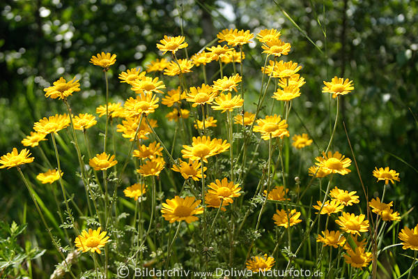 Frberkamille Anthemis tinctoria blhende Hundskamille