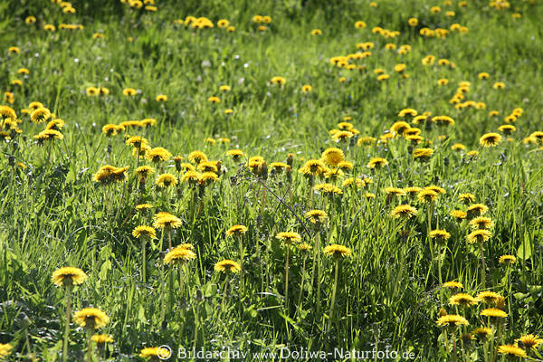 Kuhblumen gelbe Frhjahrsblte Grnwiese im Gegenlicht 