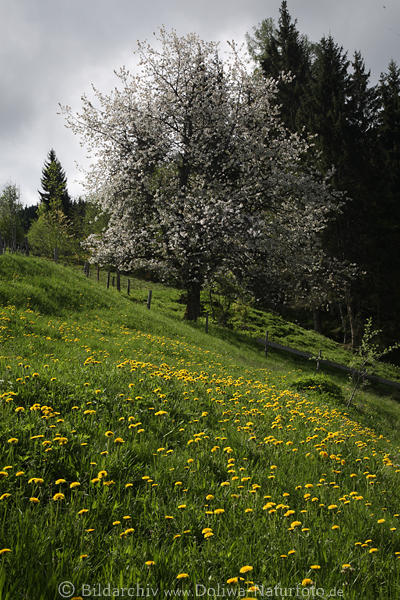 Kuhblumen Wiesenblte Frhlingsfoto Lwenzahn Graswiese unter weiss Baumblte