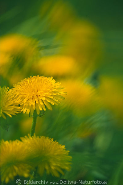 Wiesenlwenzahn Wildblumen Naturbild Heilkruter-Blten Taraxacum officinale