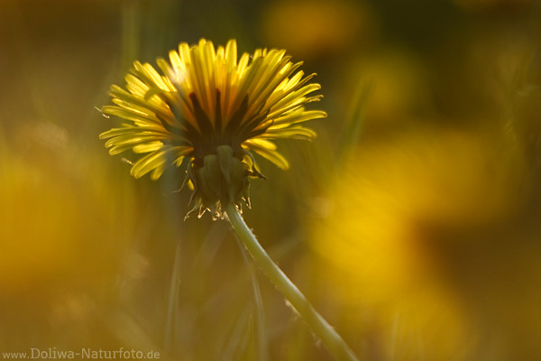 Lwenzahn Frhlingsfoto Abendblte Gelbstimmung auf Blumenwiese in Gegenlicht