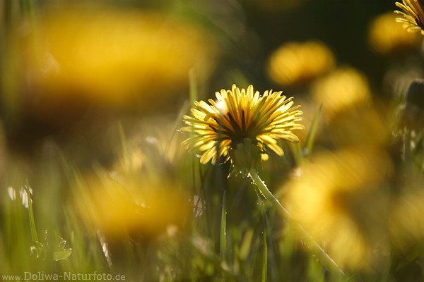 Lwenzahn Abendblte auf Blumenwiese in Gegenlicht Wiesenlwenzahn Blte auf Graswiese
