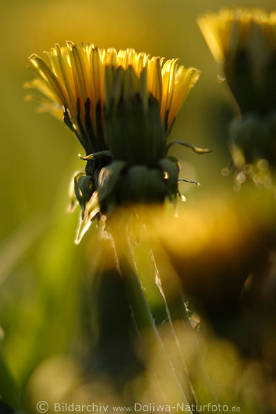 Lwenzahn Gemeine Kuhblume Taraxacum officinale Wildblume Blte