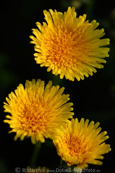 Heilkruter Lwenzahn BltenTrio Gemeine Kuhblume Wildblumen in Frhlingsfoto