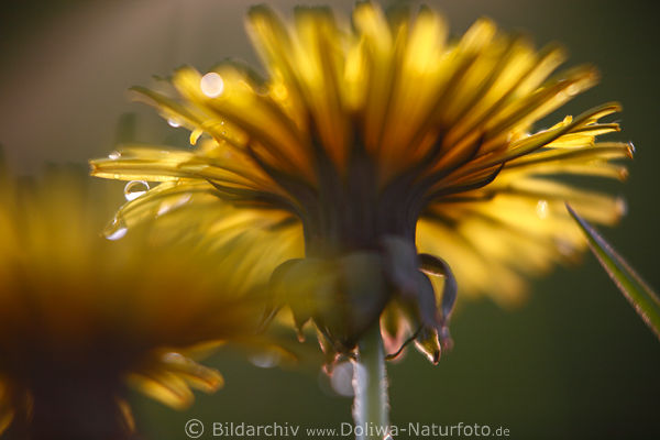 Frhlingsblume Blte Lwenzahn in Gegenlicht auf Blumenwiese