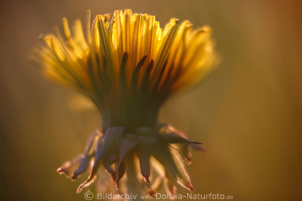 Lwenzahn Frhlingsblume gelbe Blte Kpfchen in Gegenlicht