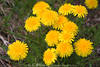 1201623_ Kuhblumengruppe Naturbild gelbe Frühjahrsblüten Florafoto Wiesenlöwenzahn