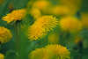 307311_ Löwenzahn Gelbblüten in Wind verwischt abstrakt Frühlingswiese Naturbild Wildblumenfoto