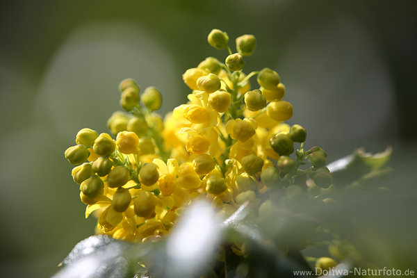 Gelbblten Mahonie Knospen abstrakt Makrobild Gegenlicht Groaufnahme