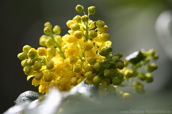 Mahonie gelbe Trauben Frhlingsblte Makroaufnahme mit Makrolinse