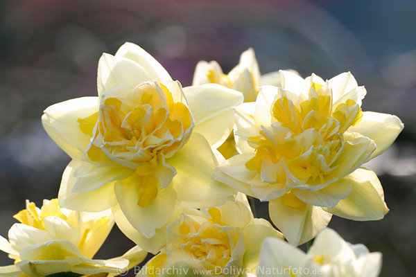 Narzisse Jonquille Blten Narcissus jonquilla