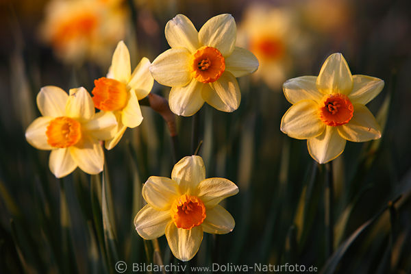 Narzissen Lady Luck 5 Gelbblten