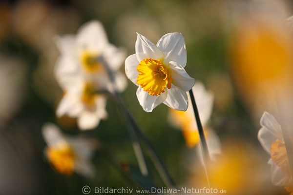 Narzisse abstrakt Fotokunst Zwiebelgewchs Frhjahrsblte