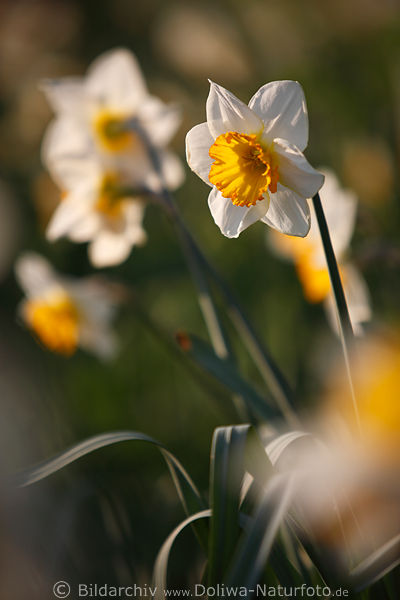 Narzisse Frhblte Zwiebelblte wei mit Innenkrone orangegelb