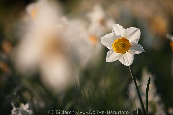 Narzissen Frhjahrsblte scharf in Frhlingssonne vor Bltenfeld in Unschrfe