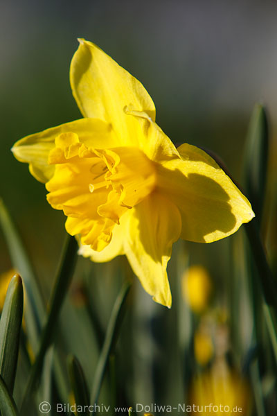 Narzisse Gelbblte Frhlingsflora in Grnbltter Zwiebelpflanze Narcissus pseudonarcissus