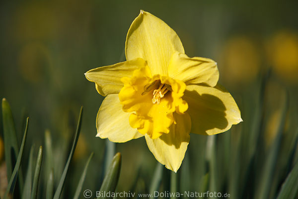 Narzisse gelbe Frhjahrsblte Blume grne Zwiebelbltter