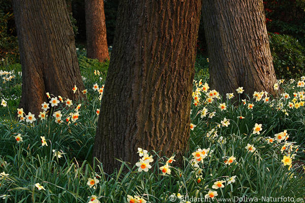 Narzissenfeld um Baumstmme Gelbblumen blhende Osterglocken Frhlingsblten Naturfoto