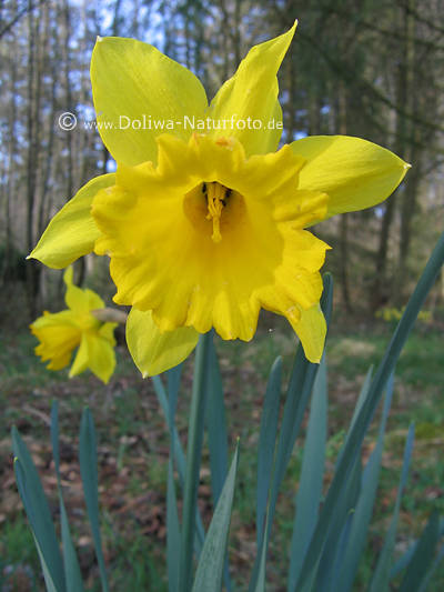 Osterglocke Gelbblte Narzissen Narcissus pseudonarcissus