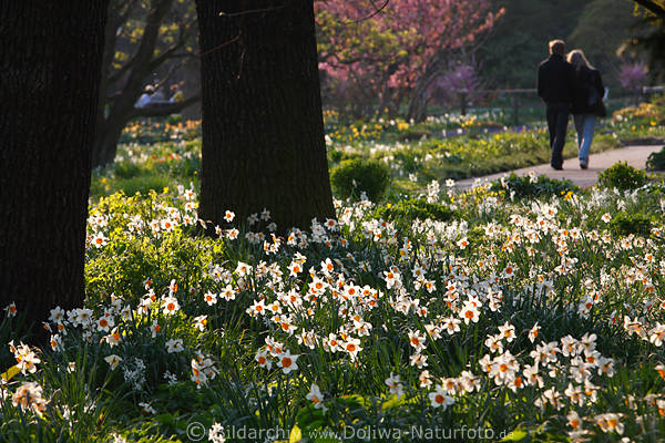 Narzissen Gelbblten in Park Frhlingsblumenfeld Jonquillen Romantik Osterglocken