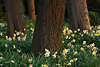 Narzissenfeld um Baumstämme Gelbblumen blühende Osterglocken Frühlingsblüten Naturfoto